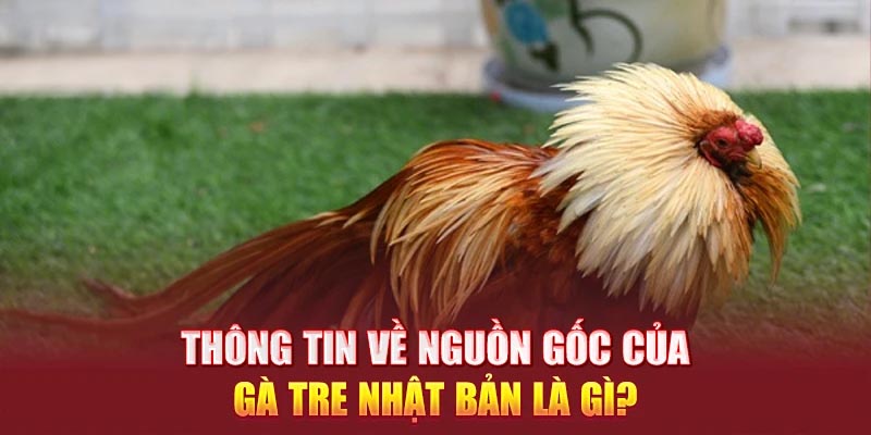  Thông tin về nguồn gốc của gà tre Nhật Bản là gì?